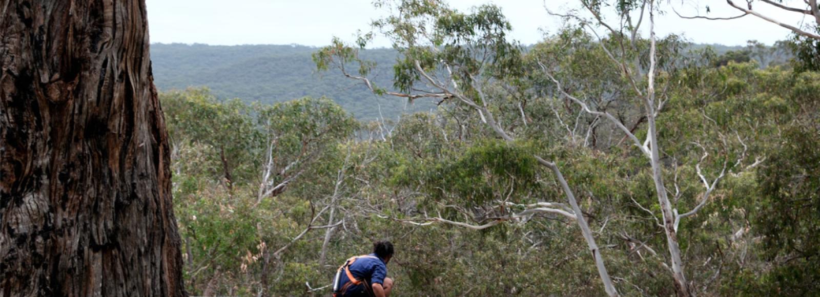 Worker installing steel cyclone roofing on a home in a bushland setting