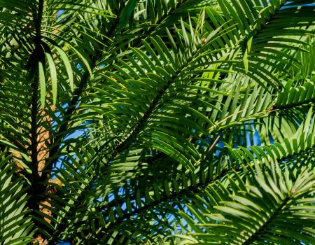 Palm tree leaves